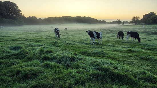Cows standing in a misty field 
